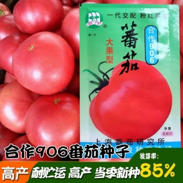 【合作906】番茄种子高产杂交一代大果粉红中早熟10克