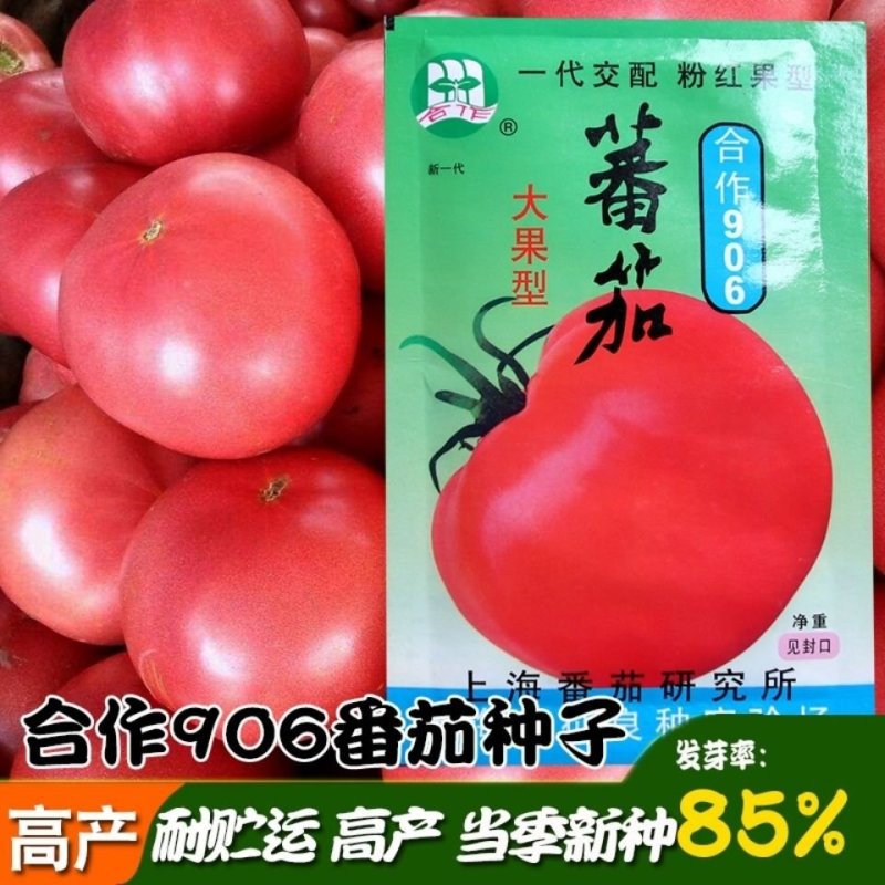 【合作906】番茄种子高产杂交一代大果粉红中早熟10克