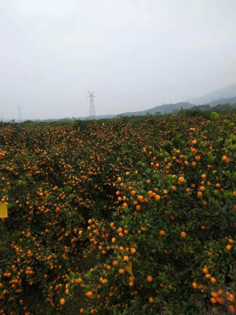 南丰蜜桔