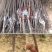 柿子苗，脆甜柿子苗，黑柿子苗-软柿子苗～品种保证