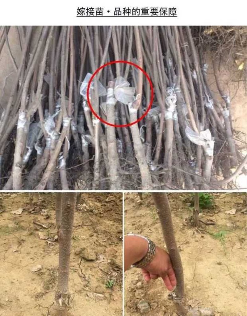 柿子苗，脆甜柿子苗，黑柿子苗-软柿子苗～品种保证