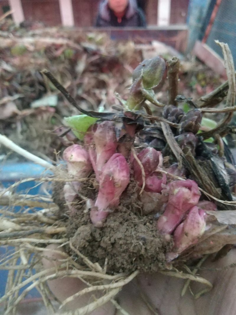 新鲜款冬花甘肃地区高山生长优良品质中药材款冬花