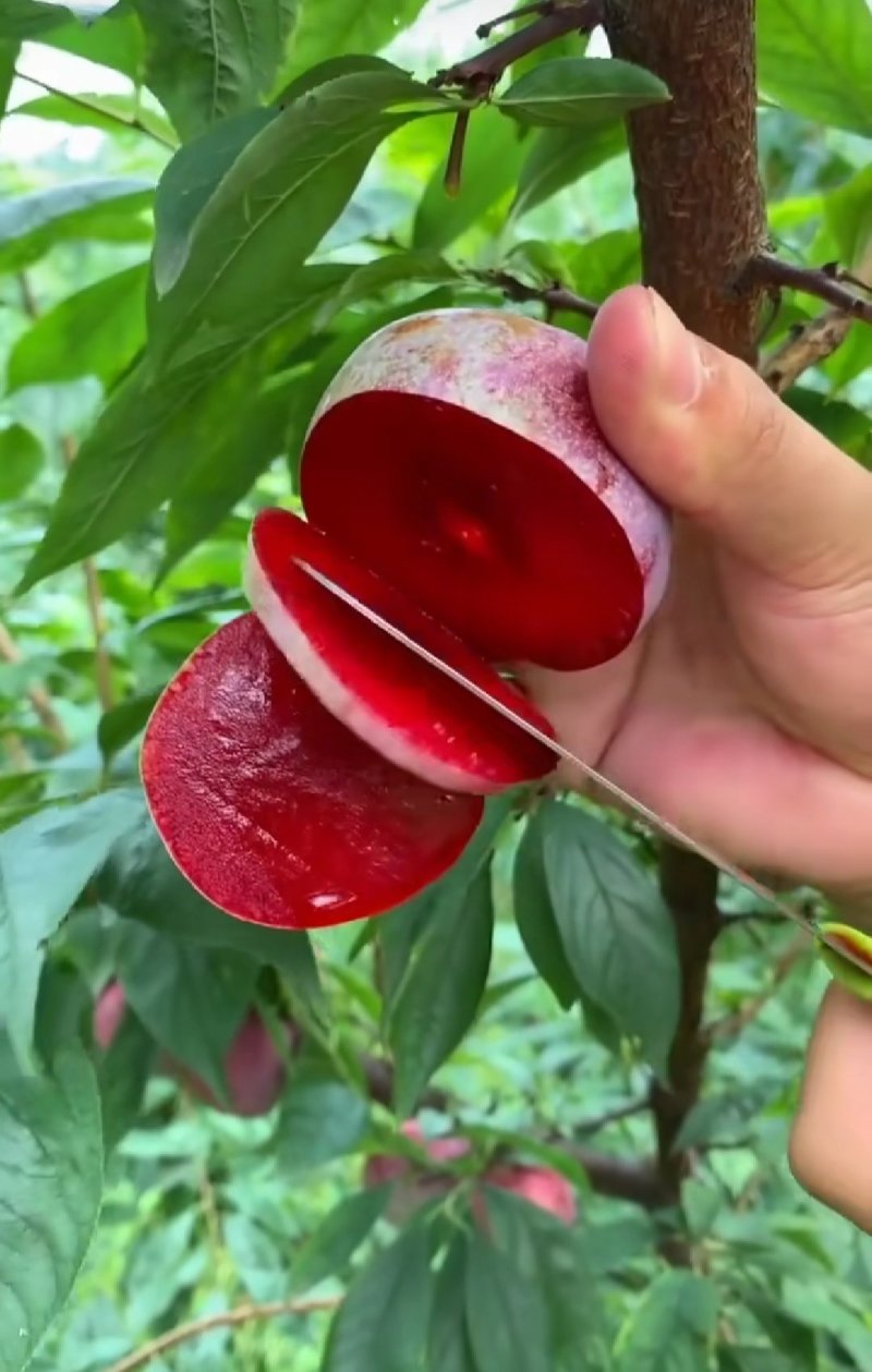 玫瑰香李子苗，香味浓郁，多个品种免费后期指导