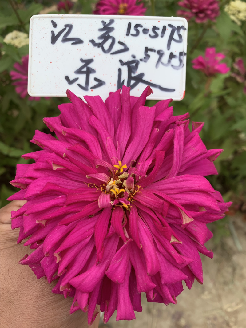 草坪种子护坡草坪种公园小区绿化工程绿化草坪种子