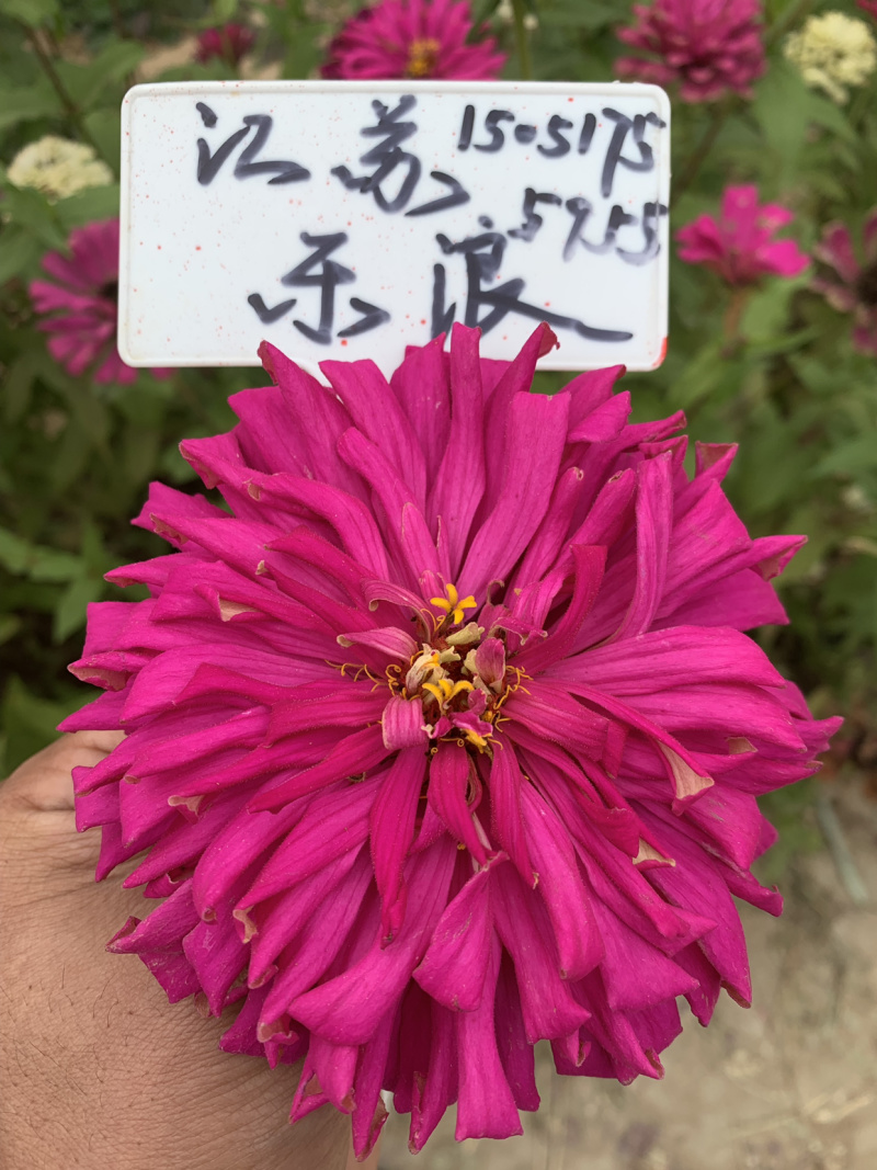 草坪种子护坡草坪种公园小区绿化工程绿化草坪种子