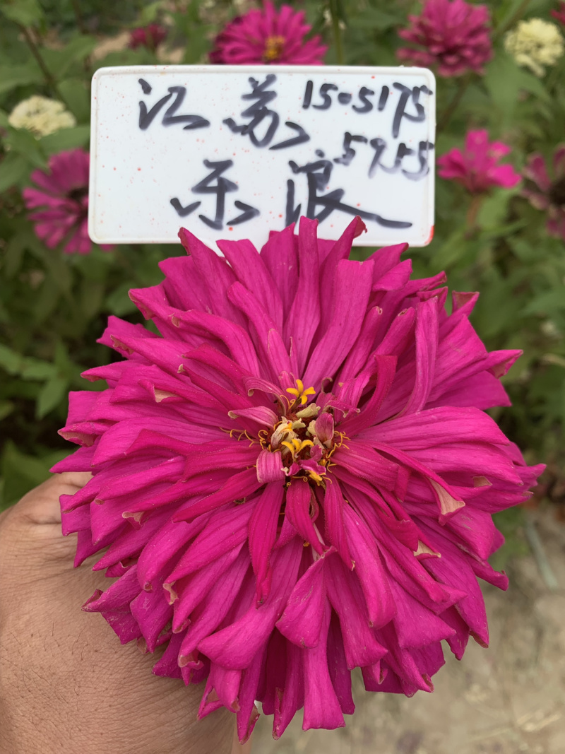 草坪种子护坡草坪种公园小区绿化工程绿化草坪种子