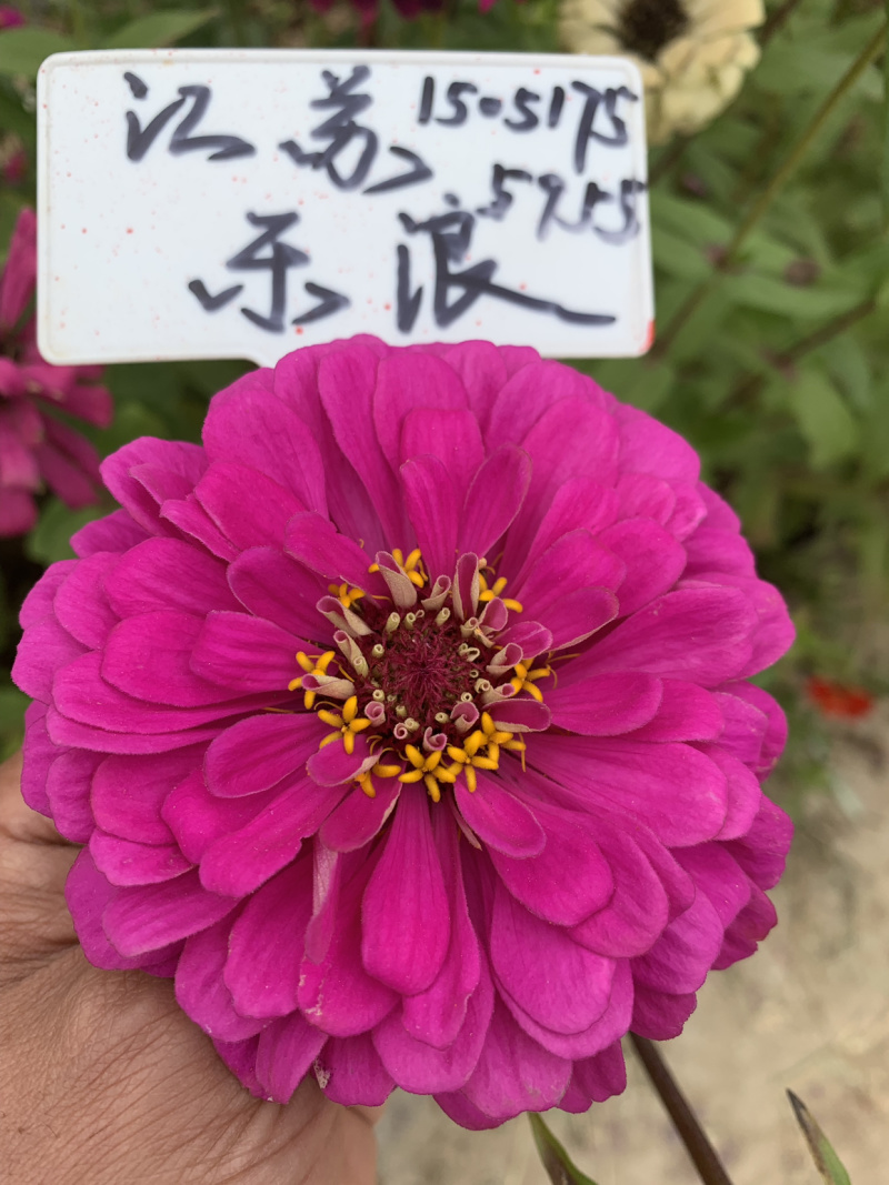草坪种子护坡草坪种公园小区绿化工程绿化草坪种子