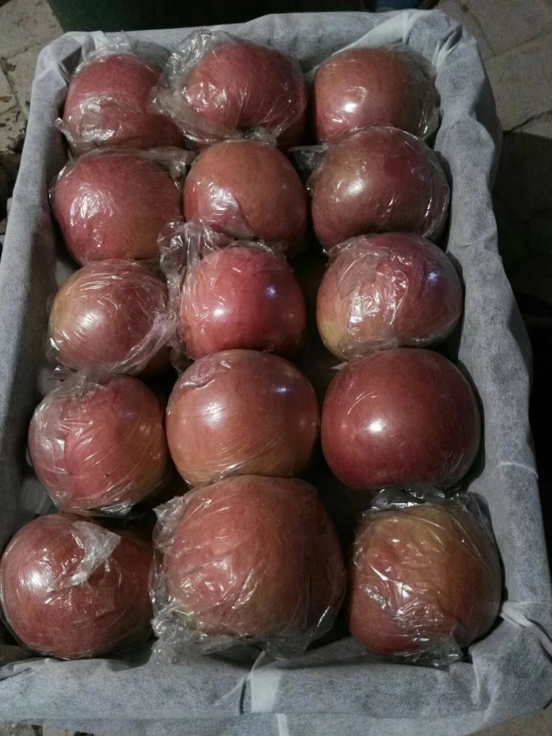 陕西精品膜袋红富士大量上市，产地直供，大量热销！