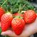 【正宗草莓苗】红颜脱毒四季草莓优质苗自家苗圃现挖现发