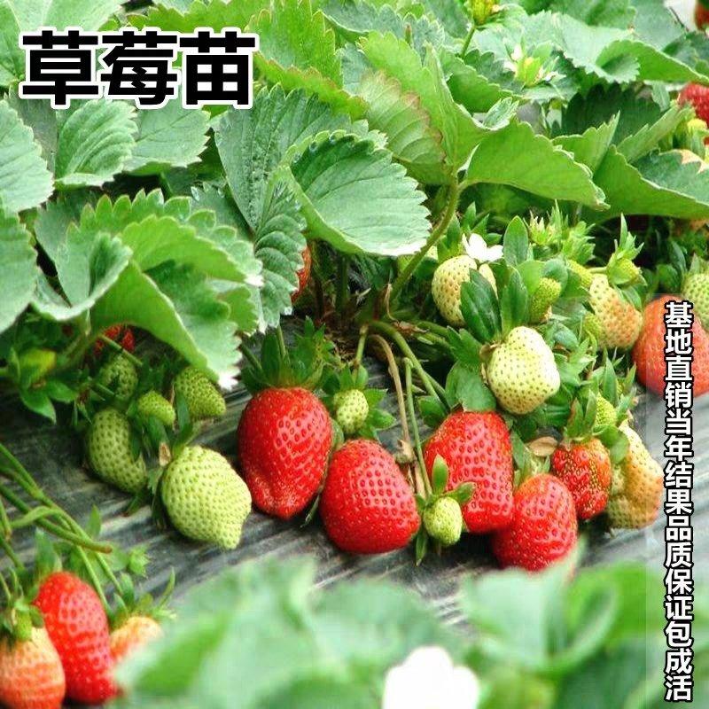 【正宗草莓苗】红颜脱毒四季草莓优质苗自家苗圃现挖现发