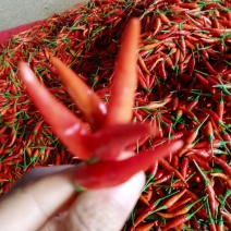鲜辣椒-尖椒小油辣云南文山产地直销量大优