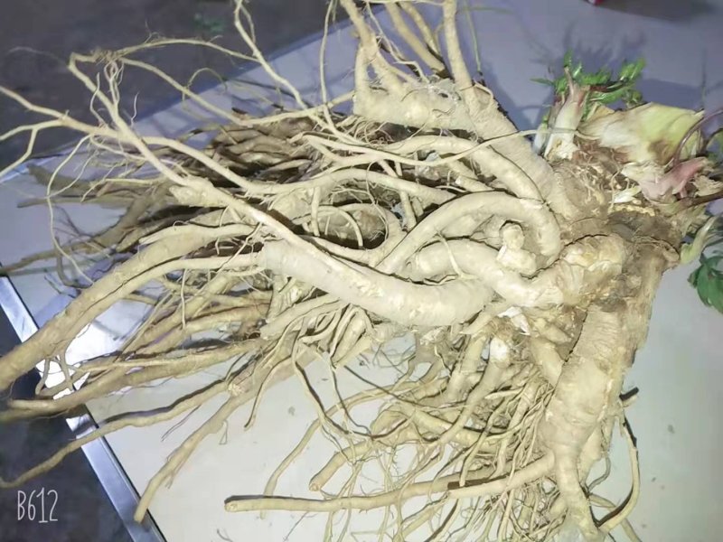 新鲜当归现挖量大量大从优，每天现货，需要联系