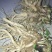 新鲜当归现挖量大量大从优，每天现货，需要联系