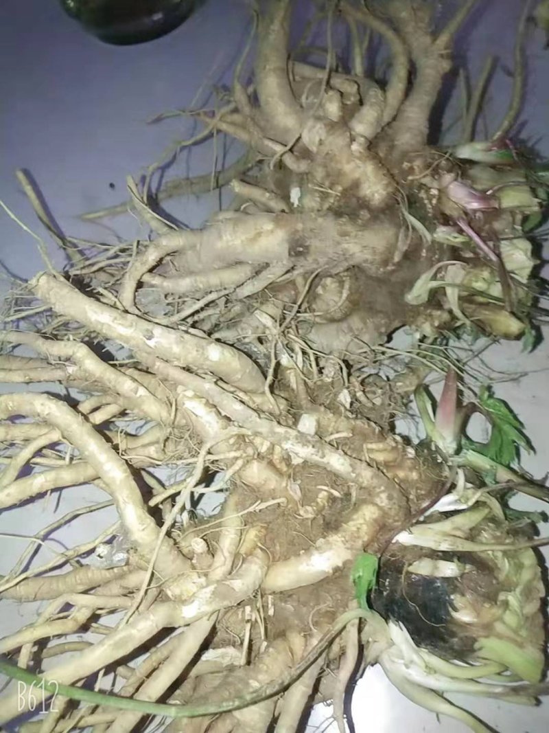 新鲜当归现挖量大量大从优，每天现货，需要联系