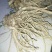 新鲜当归现挖量大量大从优，每天现货，需要联系