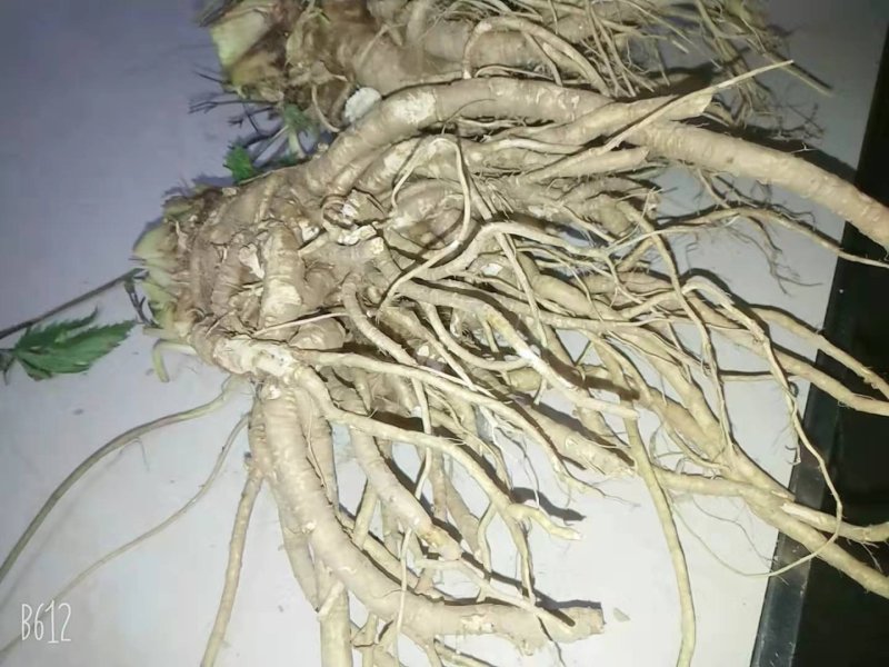 新鲜当归现挖量大量大从优，每天现货，需要联系