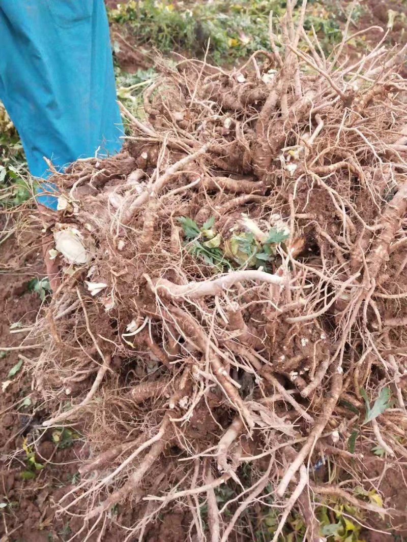 新鲜当归现挖量大量大从优，每天现货，需要联系