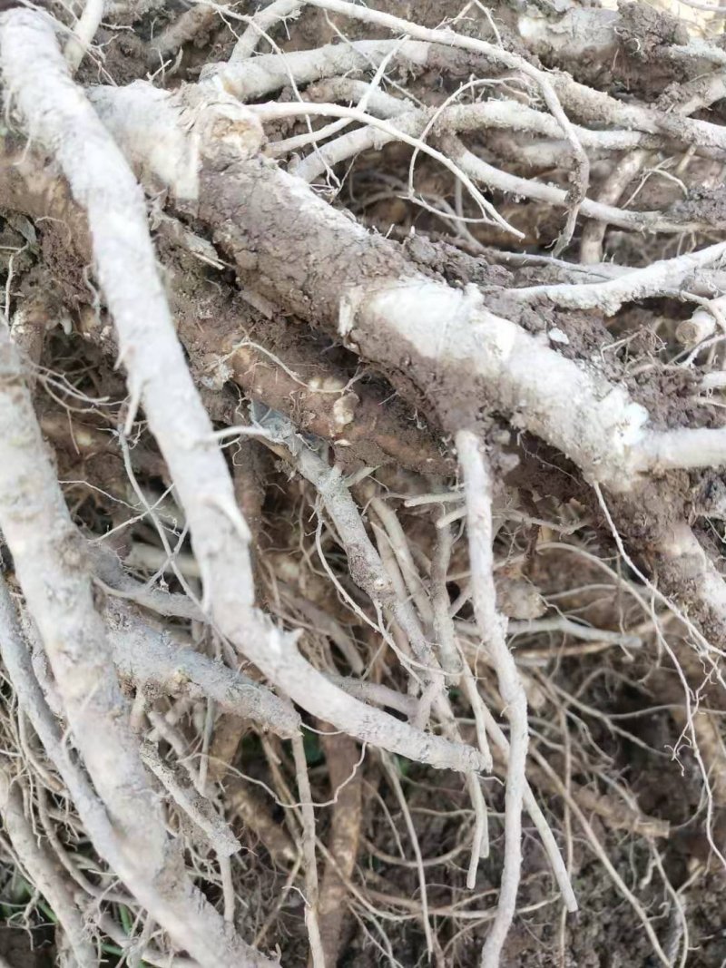 新鲜当归现挖量大量大从优，每天现货，需要联系