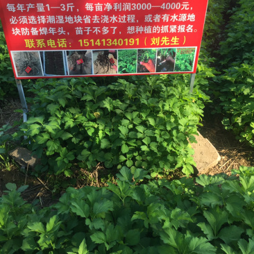 收购韩国当归