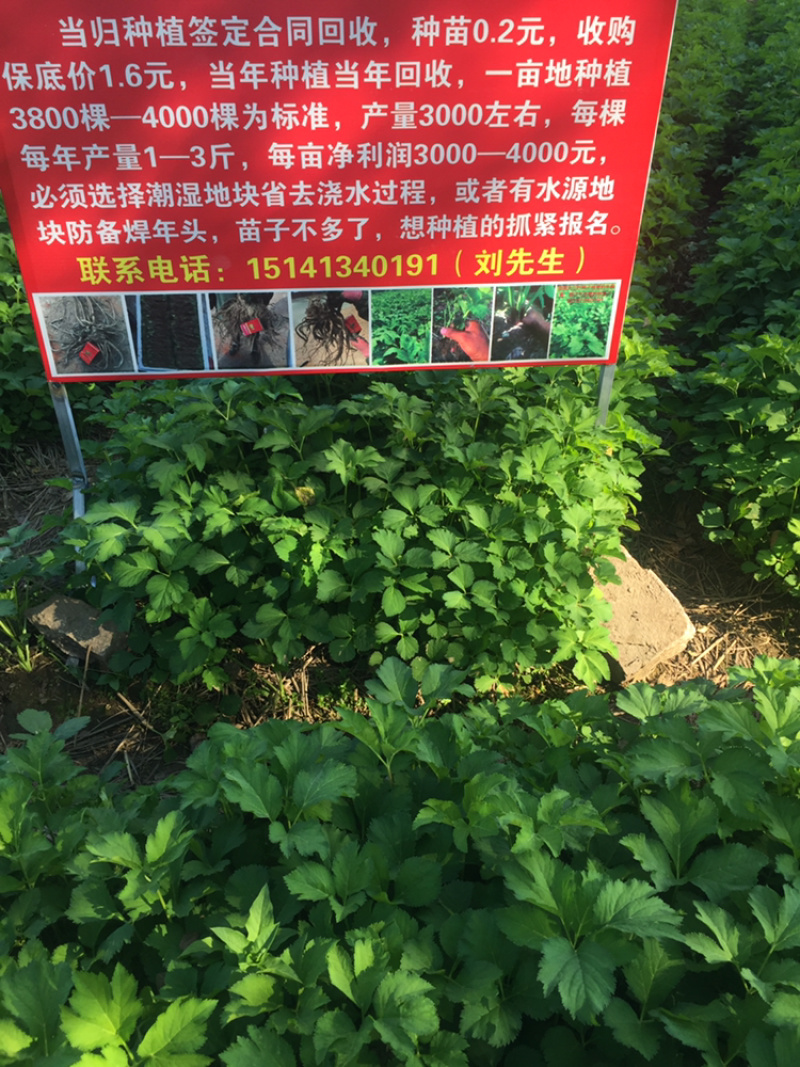 收购韩国当归
