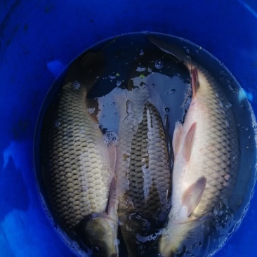 56789湘云鲤鲫鱼出售
