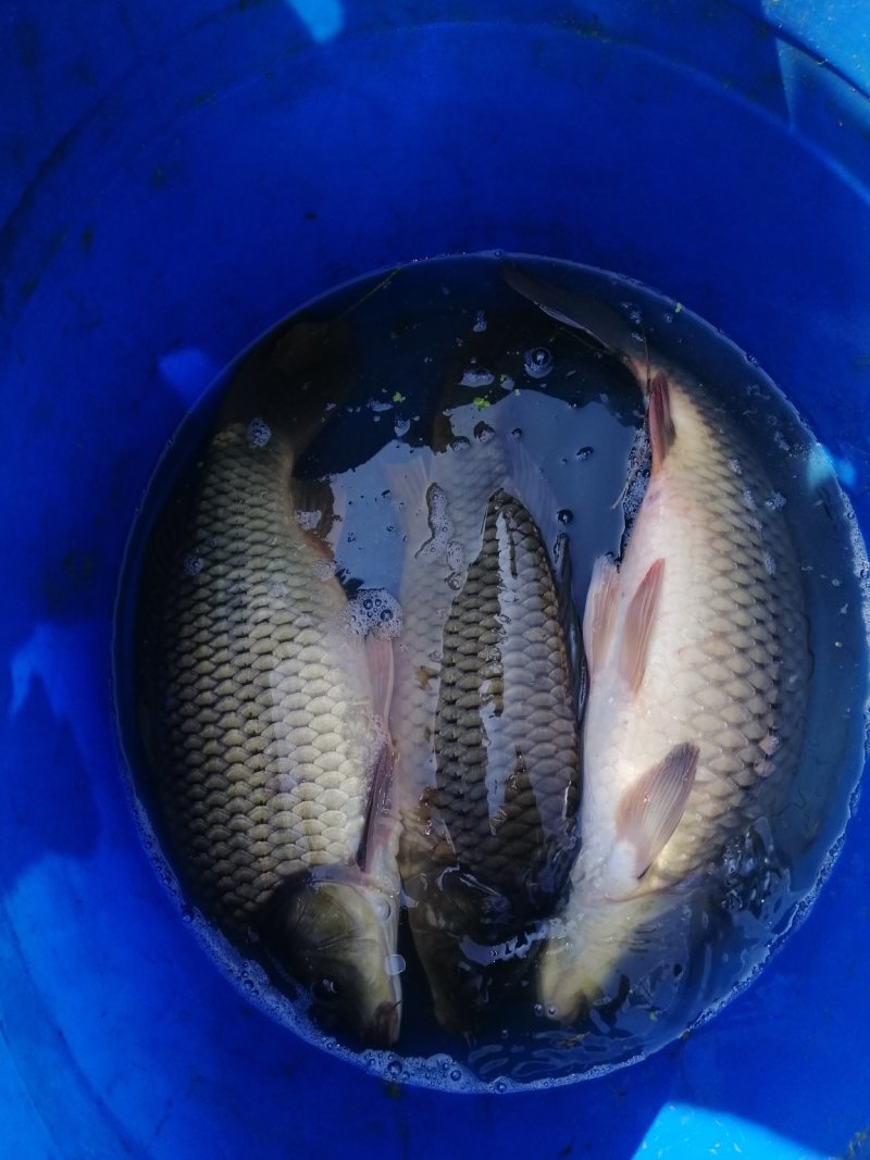 56789湘云鲤鲫鱼出售