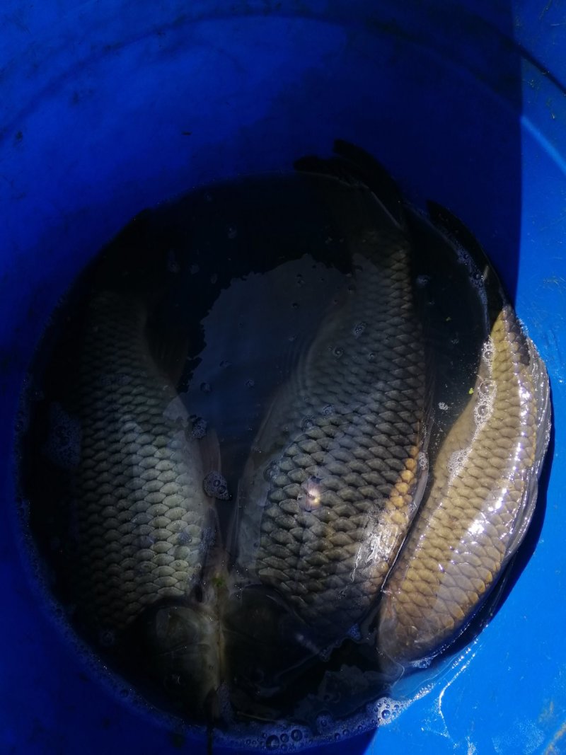 56789湘云鲤鲫鱼出售