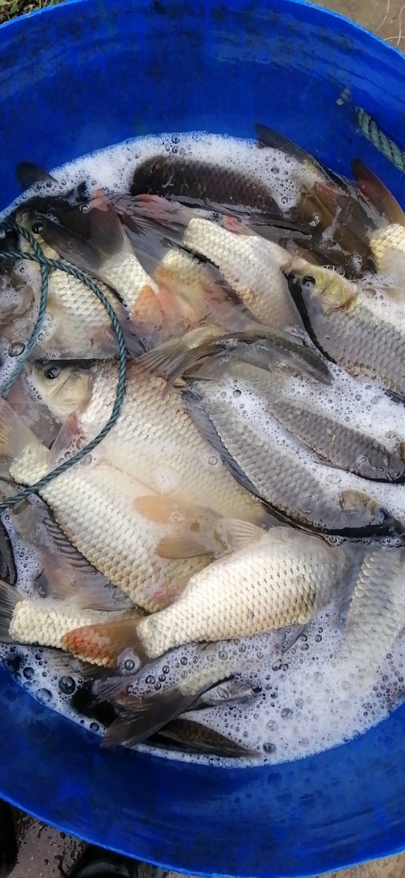 56789湘云鲤鲫鱼出售