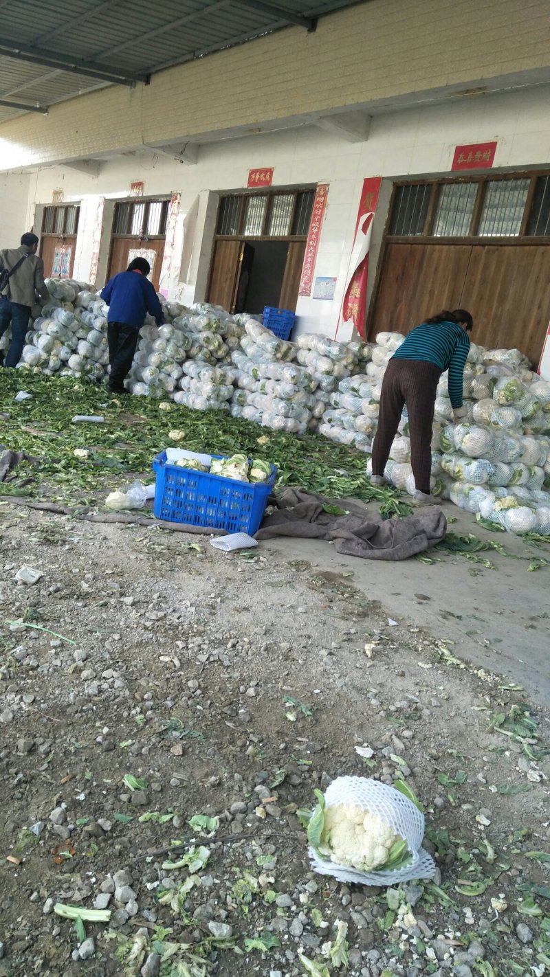 【品质】湖北省天门市，基地货，花耶菜散菜花，结花大量上市