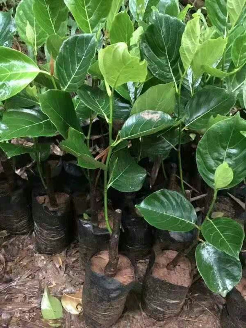 木菠萝苗菠萝蜜果苗马来西亚1号菠萝苗红心菠萝苗