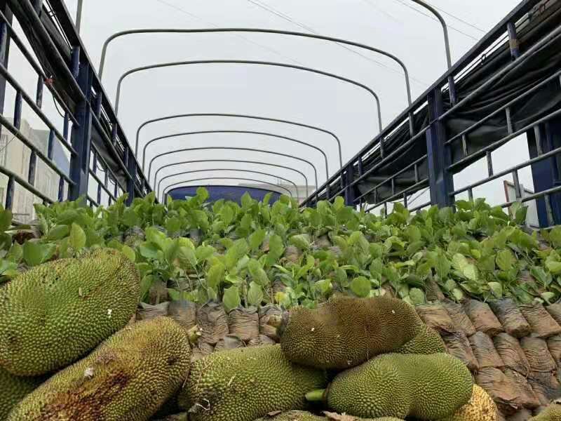 木菠萝苗菠萝蜜果苗马来西亚1号菠萝苗红心菠萝苗