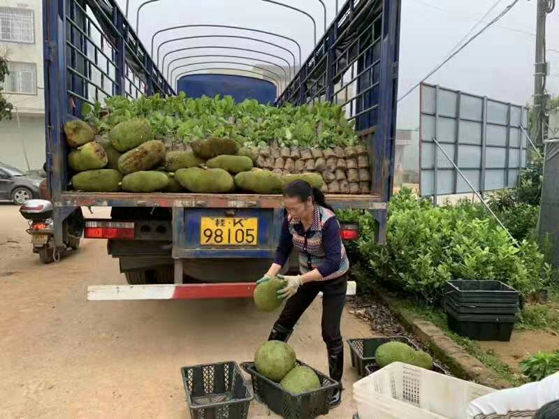 木菠萝苗菠萝蜜果苗马来西亚1号菠萝苗红心菠萝苗