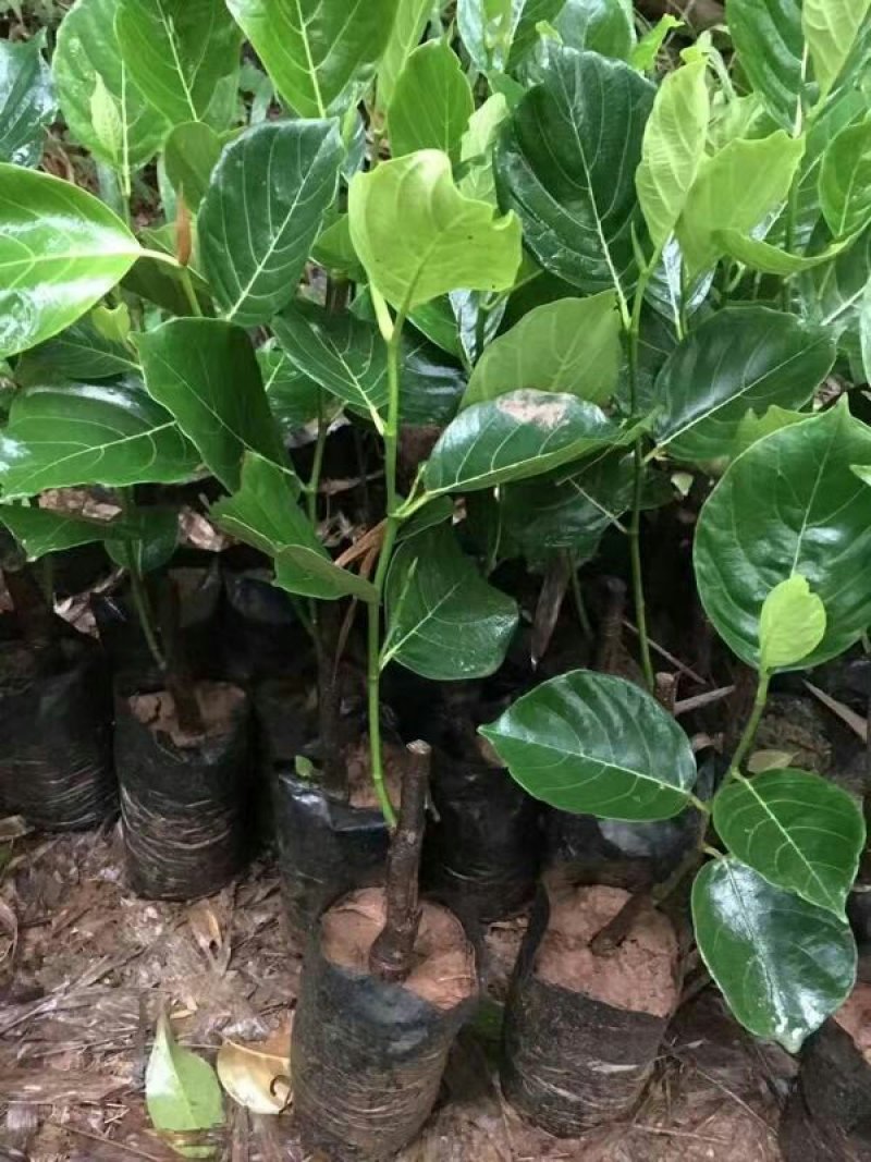 木菠萝苗菠萝蜜果苗马来西亚1号菠萝苗红心菠萝苗