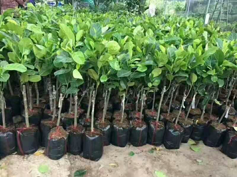 木菠萝苗菠萝蜜果苗马来西亚1号菠萝苗红心菠萝苗