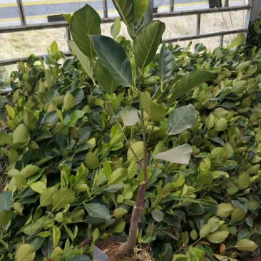 木菠萝苗菠萝蜜果苗马来西亚1号菠萝苗红心菠萝苗