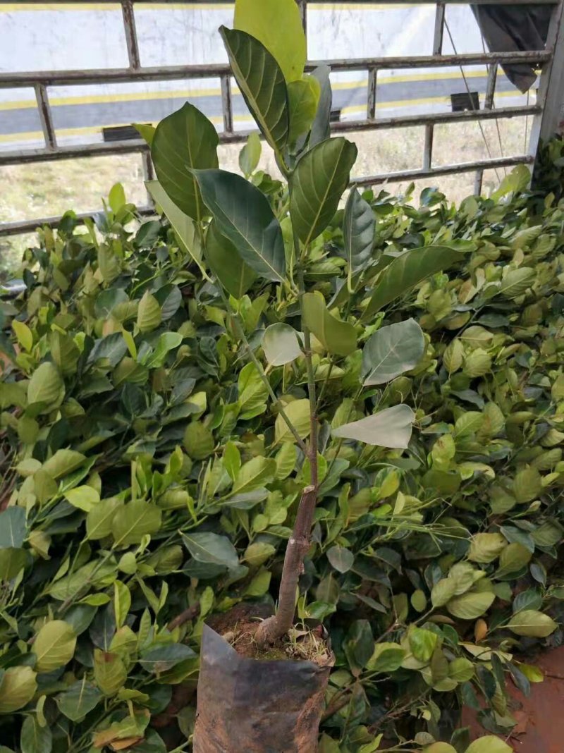 木菠萝苗菠萝蜜果苗马来西亚1号菠萝苗红心菠萝苗