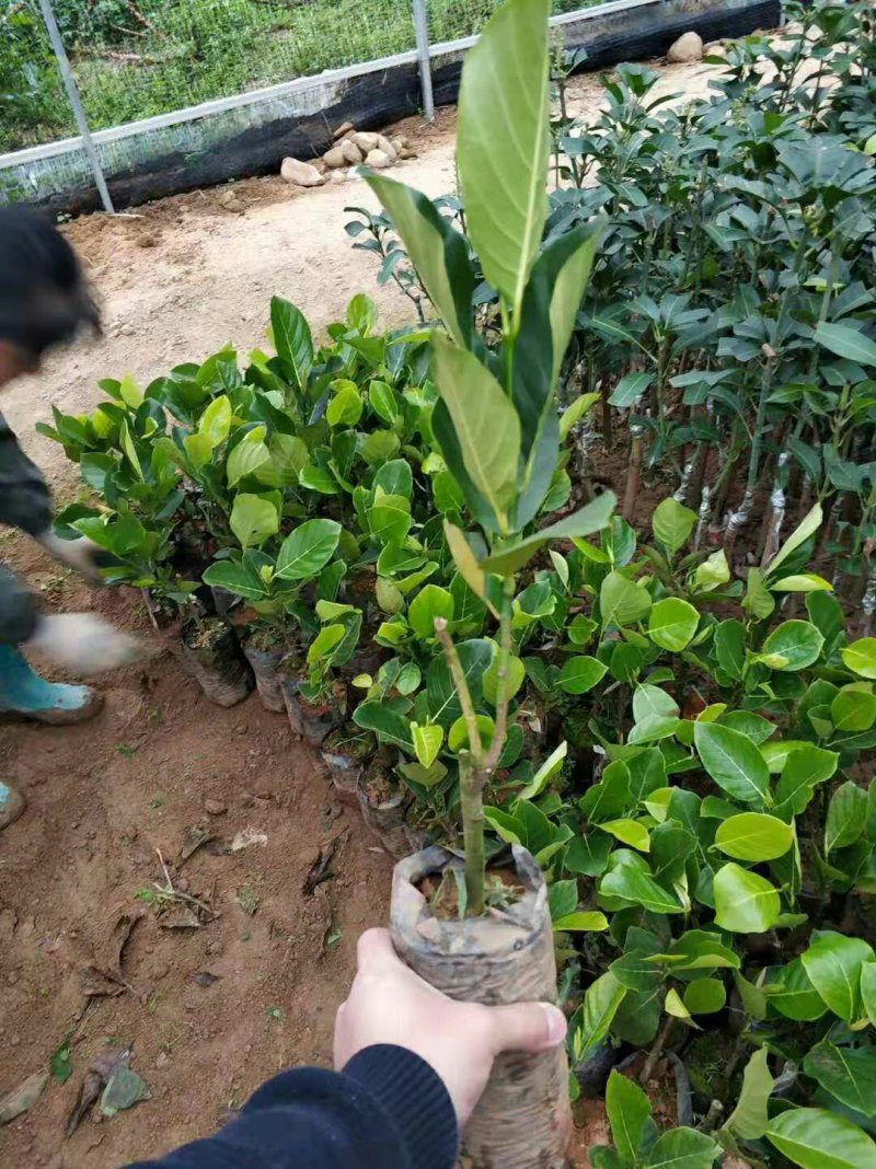 木菠萝苗菠萝蜜果苗马来西亚1号菠萝苗红心菠萝苗
