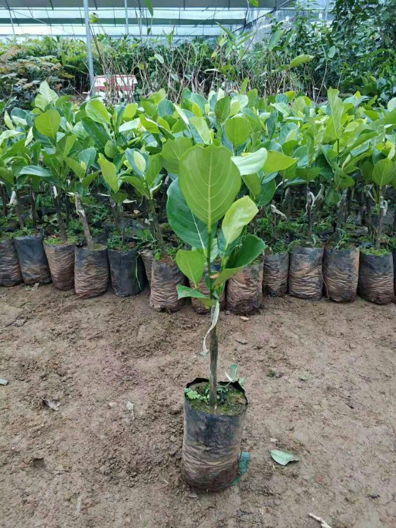 木菠萝苗菠萝蜜果苗马来西亚1号菠萝苗红心菠萝苗