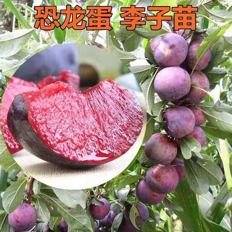 新品种恐龙蛋李子苗包成活现挖现发嫁接苗包技术