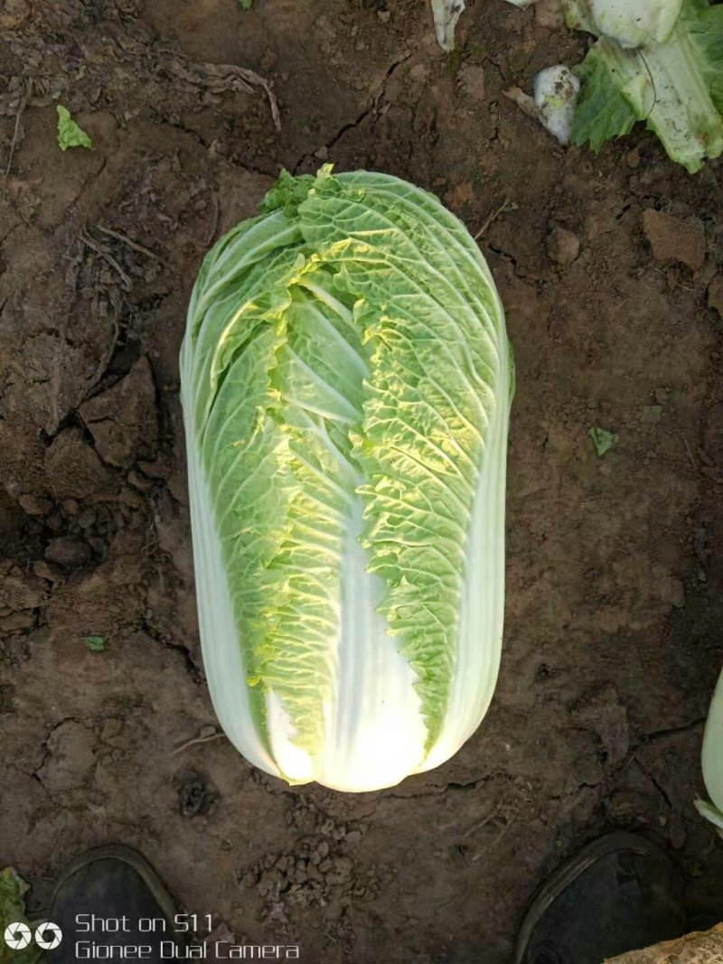 河北定州北京新三号白菜大量上市