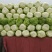 河北定州北京新三号白菜大量上市