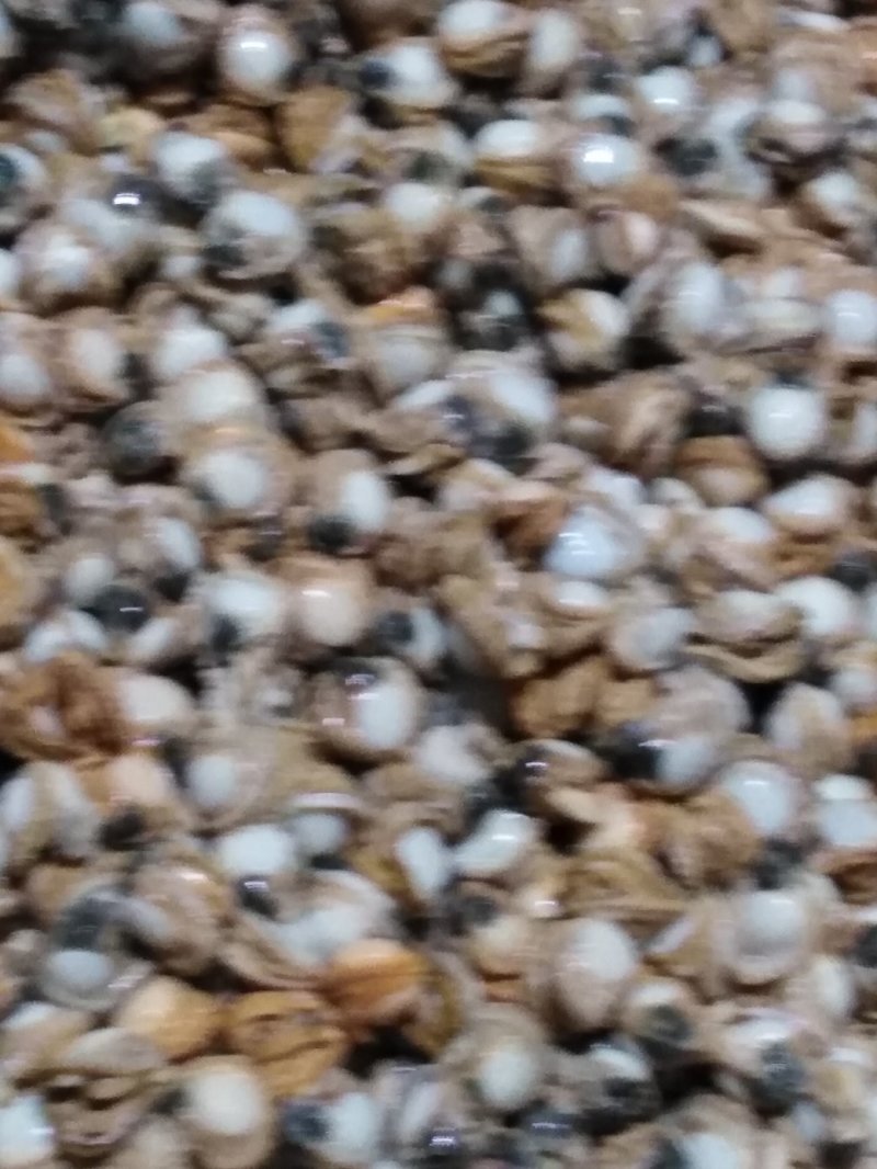 自己家在海里养的三贝自己加工的