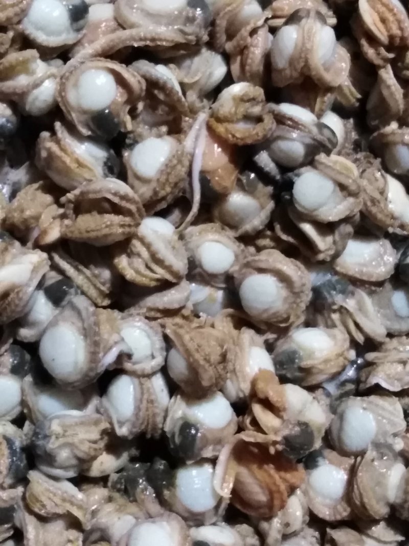 自己家在海里养的三贝自己加工的