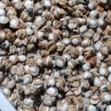 自己家在海里养的三贝自己加工的