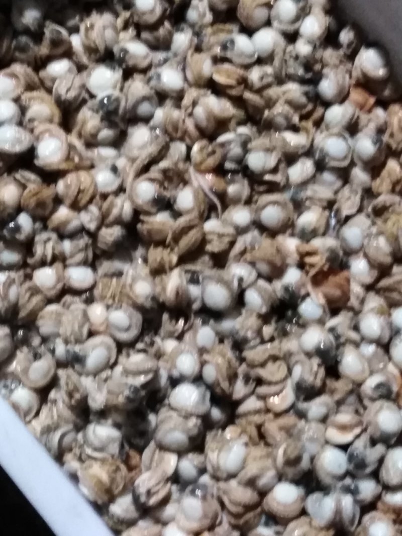 自己家在海里养的三贝自己加工的