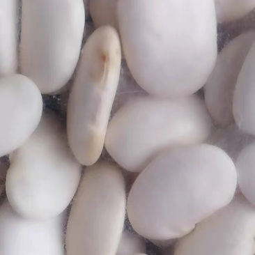 🍓🥖白芸豆大白芸豆粗粮任意搭配十斤4元邮