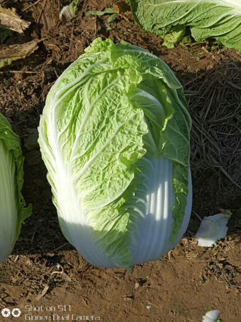 河北定州黄心白菜大量上市