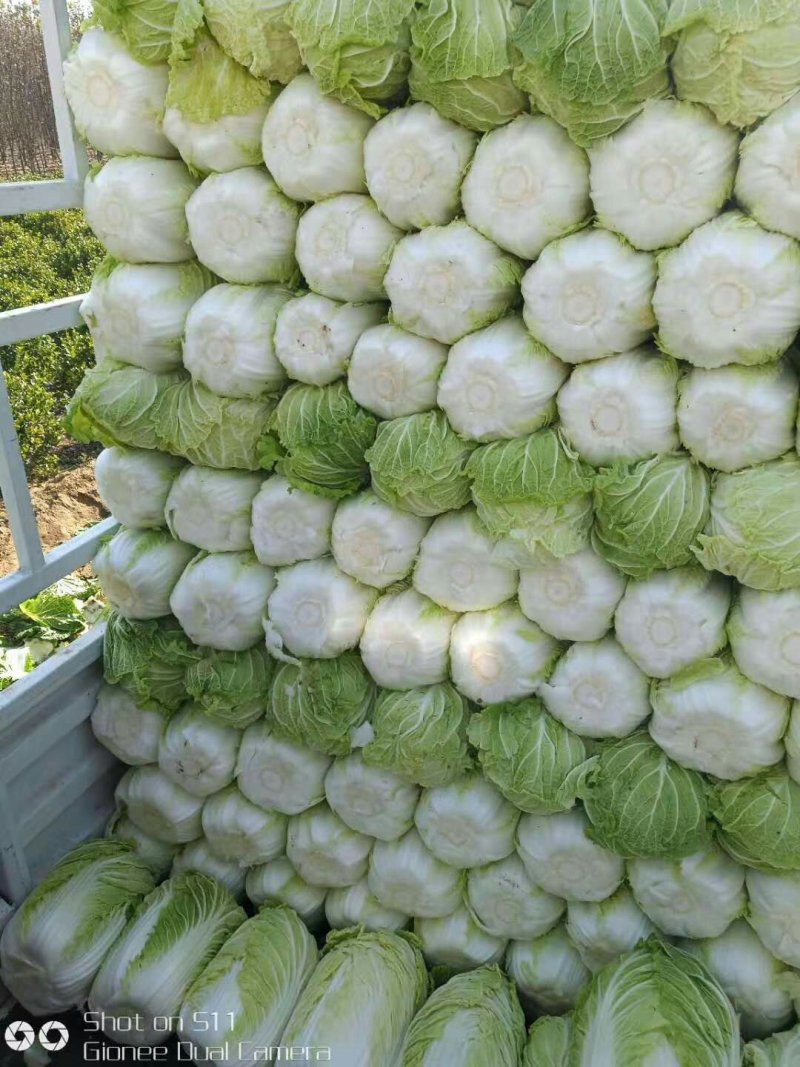 河北定州黄心白菜大量上市