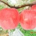 123苹果苗，成活率高，技术指导，保品种，可签合同