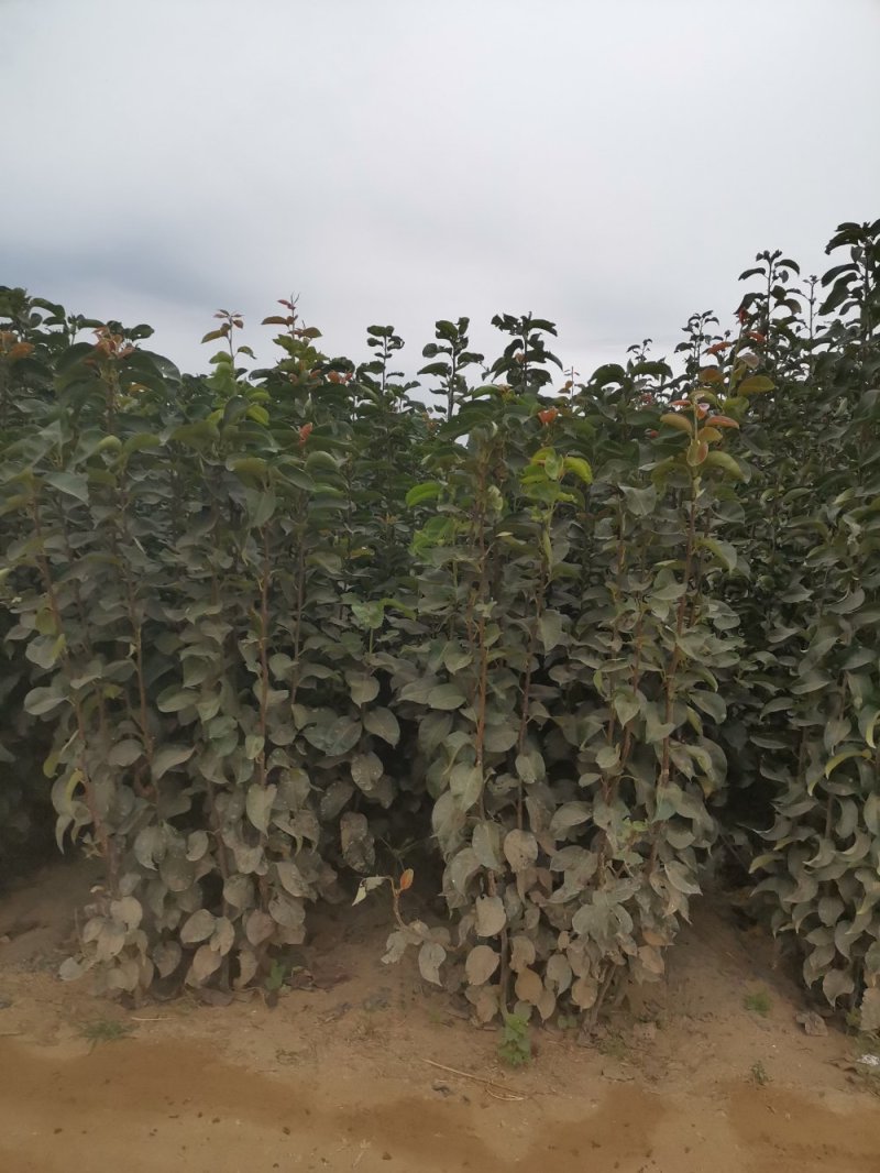 123苹果苗，成活率高，技术指导，保品种，可签合同